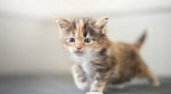 Než krmení kotě maine coon v měsících